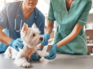 Veterinarians applying a bandage to a white dog