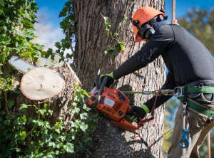 Man in safety harnesses and helmet cuts down large tree sections with chainsaw.