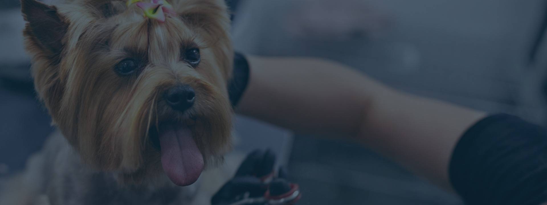 Pet Care & Supplies-Hero-Image.jpeg