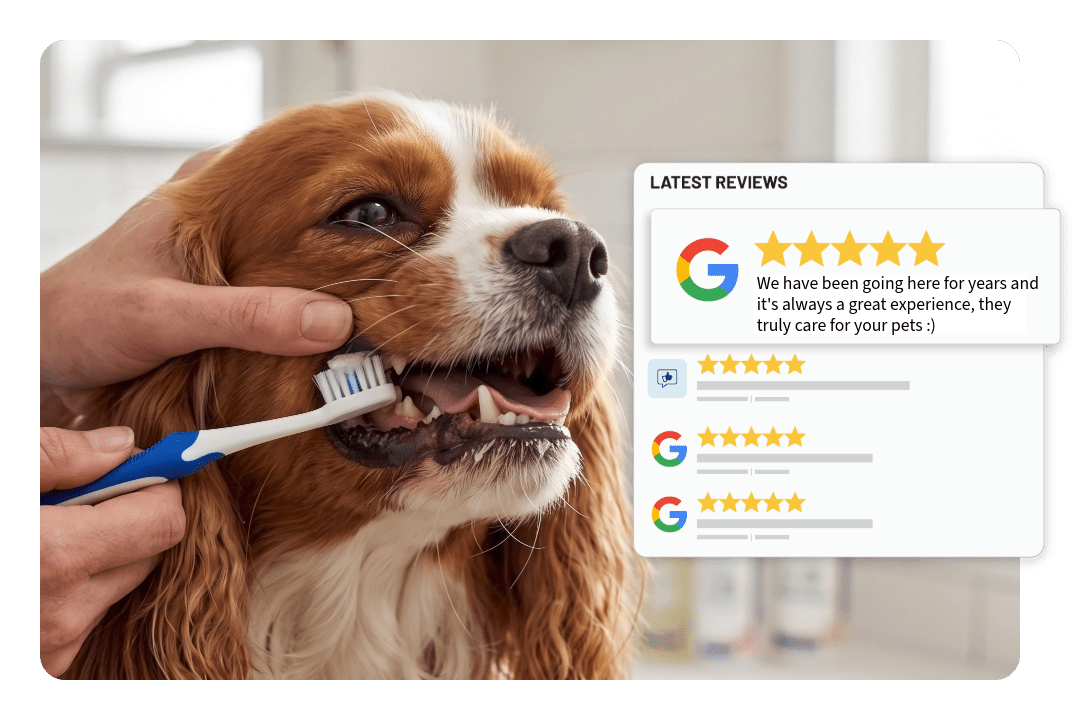 Dog getting it's teeth brushed by pet groomer. Google review graphic.
