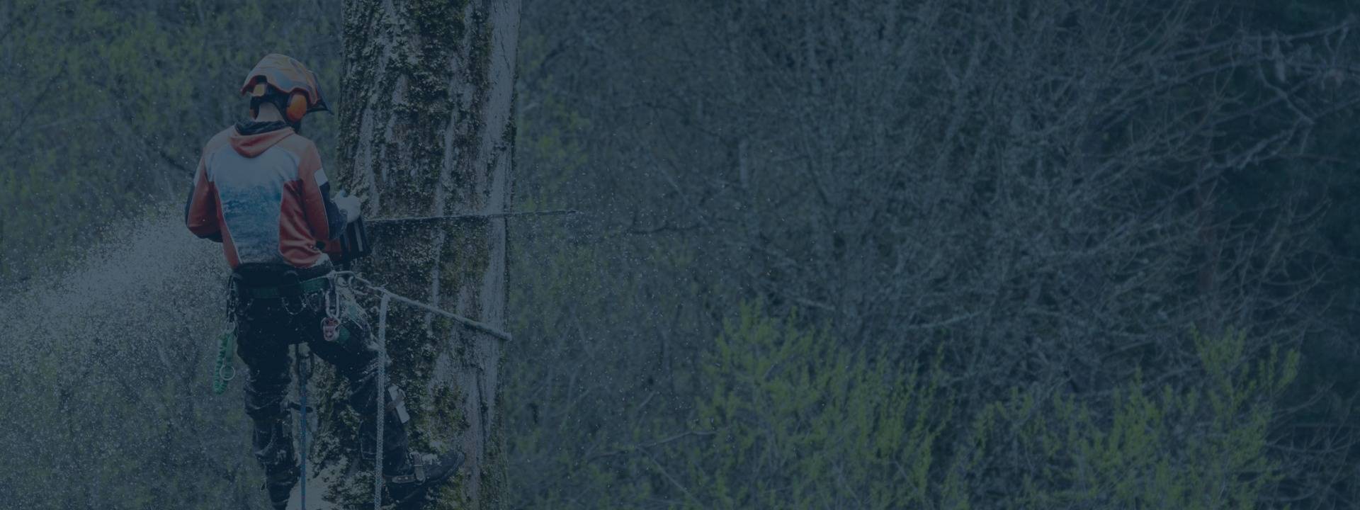 Tree Removal-Hero-Image.jpeg