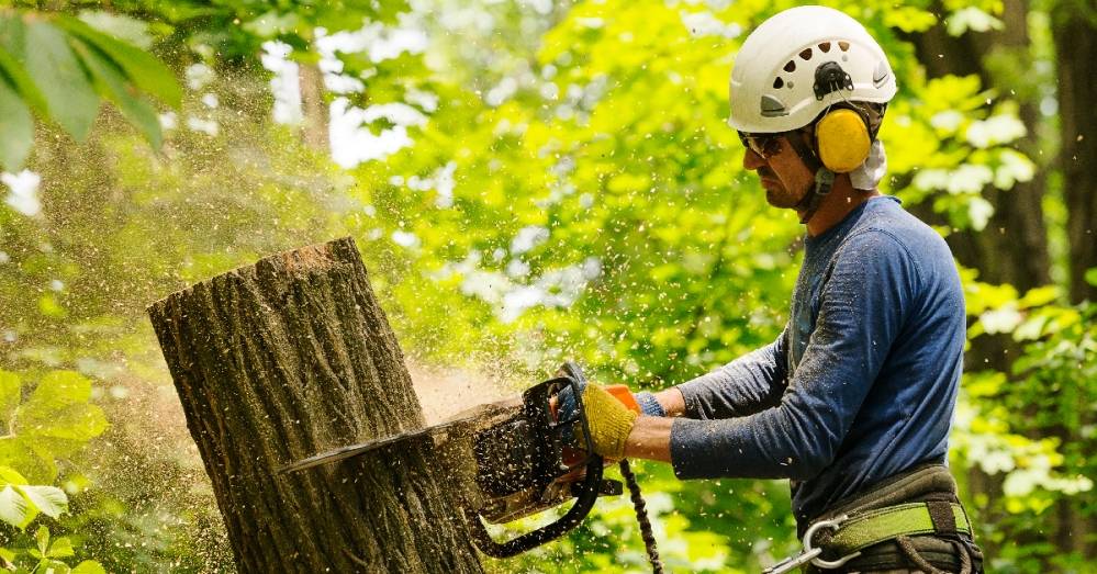 Market a Tree Service